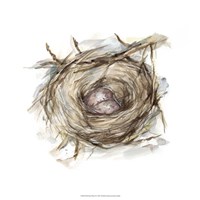 Bird Nest Study IV Fine Art Print