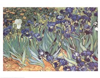 Iris Garden Fine Art Print