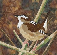 Marsh Wren Fine Art Print