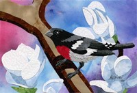 Rose Breasted Grosbeak Fine Art Print