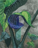Jack In The Pulpit Fine Art Print