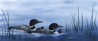 Family of Loons Fine Art Print