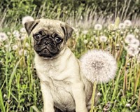 Pug with Dandelion Fine Art Print