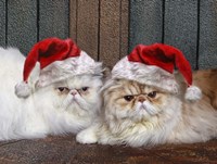 Mad Cats Fine Art Print