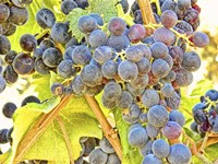 Trip Grapes Fine Art Print