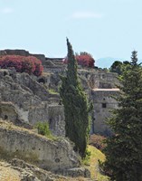 trip tree Fine Art Print