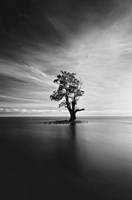 Light Catcher Fine Art Print