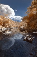 Unflappable Fine Art Print