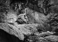 Lion I Fine Art Print