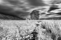 Lone Tree, Dingalan Fine Art Print