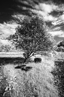 Lonesome Fine Art Print