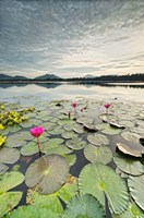 Morning Lilies Fine Art Print