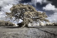 San Gabriel Fine Art Print