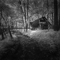 Cabin in the Woods Fine Art Print
