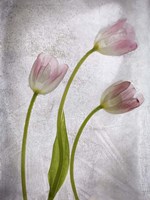 3 Tulipanes Con Red B Fine Art Print