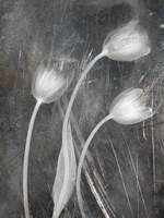 3 Tulipanes Con Red Bn Scratch Fine Art Print