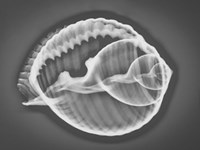 Caracol Estudio 3 Xray Fine Art Print