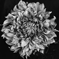 Dalia 2 Phaseone Stack Bw Fine Art Print