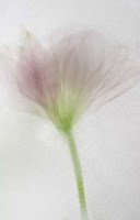 Flores Congeladas 3644 Fine Art Print