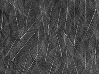 Leaves 1 Fine Art Print