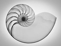 Nautilus Xray I Fine Art Print