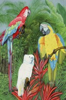 3 Parrots Fine Art Print