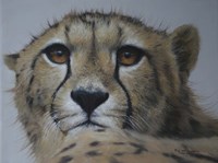 Cheetah Study Fine Art Print