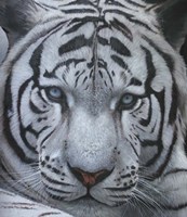 White Tiger Jackson Hole Fine Art Print