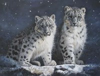 Young Snow Leopards Into the Dark Fine Art Print
