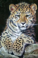 Amur Leopard Cub 2 Fine Art Print