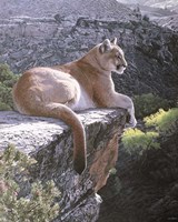 Cougar Country Fine Art Print