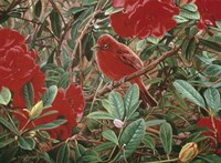 Summer Tanager Fine Art Print