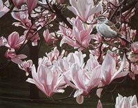 Magnolia Fine Art Print