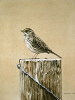 Savannah Sparrow Fine Art Print