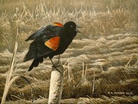 Red Winged Blackbird Fine Art Print