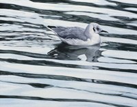 Bonaparteis Gull Fine Art Print