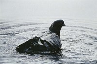 Rock Dove Bathing Fine Art Print