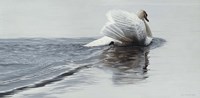 Gliding Swan Fine Art Print