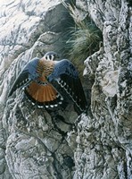 Rocky Perch Fine Art Print