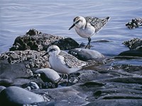 Sanderlings Fine Art Print