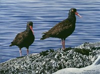 Oyster Catchers Fine Art Print