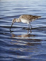 Willet Fine Art Print