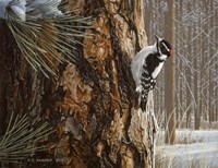 Winter Pine- Downy Woodpecker Fine Art Print