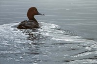 Silver Wake - Redhead Fine Art Print