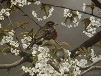 Cherry Blossoms 2 Fine Art Print