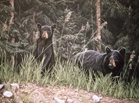 Curious Cub Fine Art Print