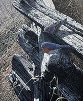 Bluebirds On Rail Fence Fine Art Print