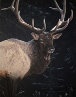 Wapiti Portrait Fine Art Print