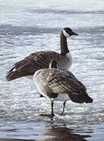 Freeze Up- Canada Geese Fine Art Print