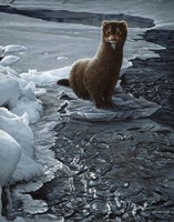 Icy Creek- Mink Fine Art Print